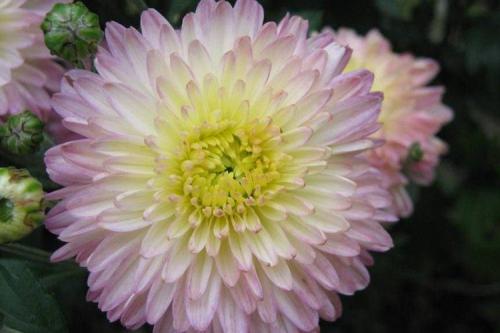 Сорта хризантем. Лучшие сорта хризантем: фото, названия и описания (каталог)