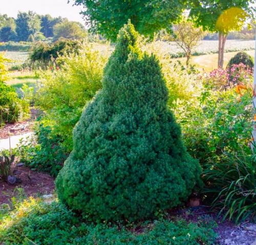 Голубая Коника. Особенности ели Коника