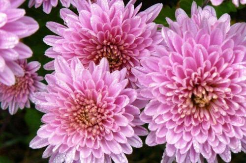 Сорта хризантем. Лучшие сорта хризантем: фото, названия и описания (каталог)