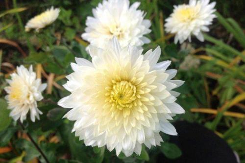 Сорта хризантем. Лучшие сорта хризантем: фото, названия и описания (каталог)