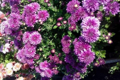 Сорта хризантем. Лучшие сорта хризантем: фото, названия и описания (каталог)