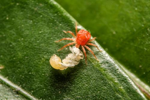 Паутинный клещ на конике. Распространенные виды паутинного клеща