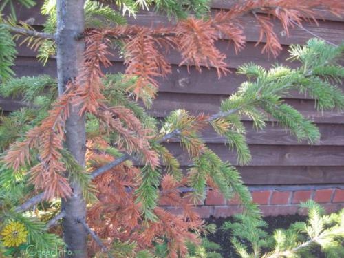 Коника желтеет и осыпается, что делать. Ель колючая пожелтела, что делать. Почему желтеет ель и что с этим делать? 02