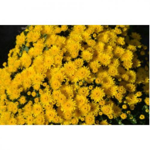 Хризантема мультифлора каталог. Интернет Магазин плодовых и ягодных культур Широкий ассортимент и высокое качество. Саженцы приспособлены для выращивания в условиях сурового климата Сибири. Доставка по всей России.