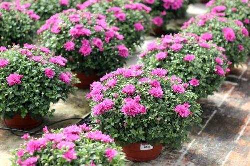 Хризантема мультифлора многолетняя. Хризантема мультифлора - настоящая королева осени