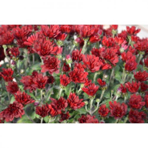 Хризантема мультифлора каталог. Интернет Магазин плодовых и ягодных культур Широкий ассортимент и высокое качество. Саженцы приспособлены для выращивания в условиях сурового климата Сибири. Доставка по всей России.