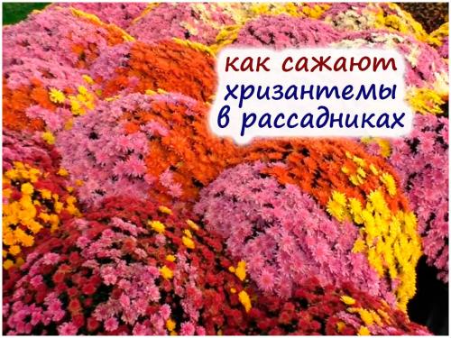 Хризантема мультифлора в горшке. Хризантемы в горшках