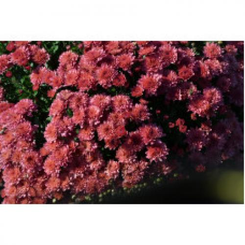 Хризантема мультифлора каталог. Интернет Магазин плодовых и ягодных культур Широкий ассортимент и высокое качество. Саженцы приспособлены для выращивания в условиях сурового климата Сибири. Доставка по всей России.