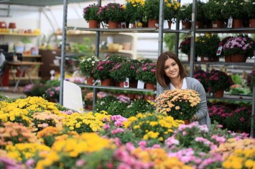 Хризантема мультифлора многолетняя. Хризантема мультифлора - настоящая королева осени