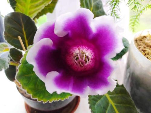 Какие болезни и вредители могут поражать любимицу цветоводов глоксиния