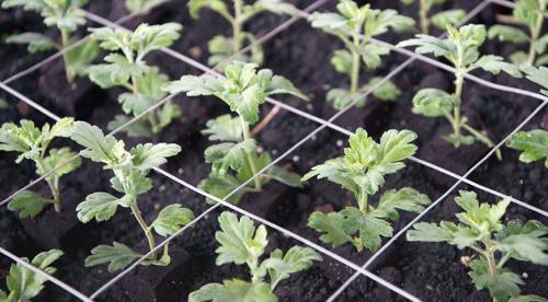 < шаровидная хризантема Мультифлора. Хризантема (шаровидная): виды и описание 03