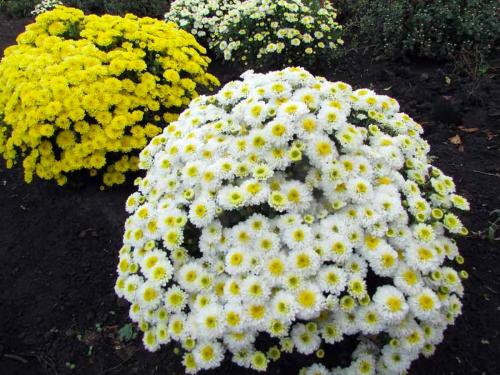 < шаровидная хризантема Мультифлора. Хризантема (шаровидная): виды и описание 04