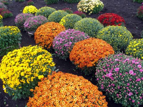 < шаровидная хризантема Мультифлора. Хризантема (шаровидная): виды и описание 05