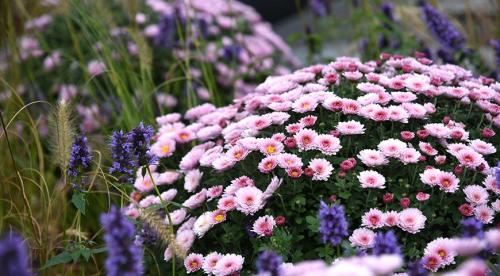 < шаровидная хризантема Мультифлора. Хризантема (шаровидная): виды и описание 02