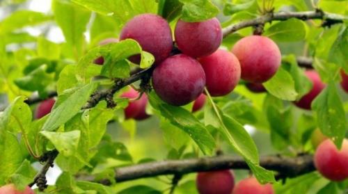 Гибрид сливы и алычи. Все о диплоидных сливах