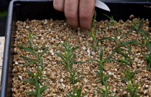 Перлит и вермикулит в чем разница для растений. Как отличаются по составу? 23 Перлит и вермикулит в чем разница для растений. Как отличаются по составу? 23