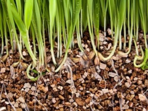 Перлит и вермикулит в чем разница для растений. Как отличаются по составу? 07 Перлит и вермикулит в чем разница для растений. Как отличаются по составу? 07