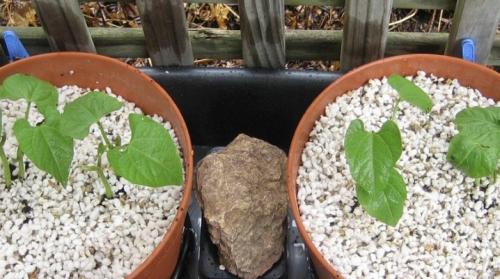 Перлит для цветов. Все о перлите для растений