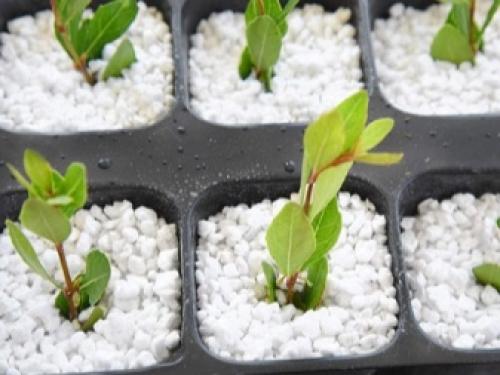 Перлит и вермикулит в чем разница для растений. Как отличаются по составу? 06 Перлит и вермикулит в чем разница для растений. Как отличаются по составу? 06