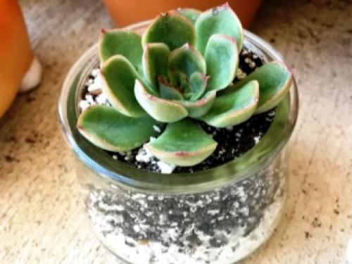 Перлит и вермикулит в чем разница для растений. Как отличаются по составу? 13 Перлит и вермикулит в чем разница для растений. Как отличаются по составу? 13