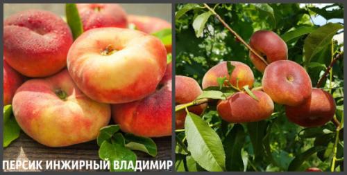Персик скрещенный с инжиром. Характеристики сорта