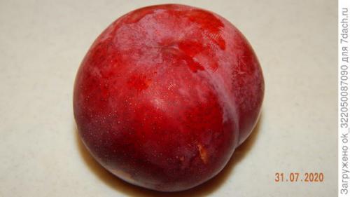 Шарафуга колоновидная шедевр. Как плодоносит шарафуга? Вкусные ли плоды?