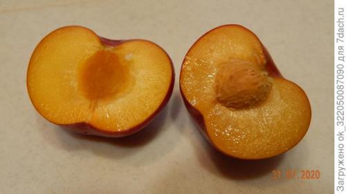 Шарафуга колоновидная шедевр. Как плодоносит шарафуга? Вкусные ли плоды?