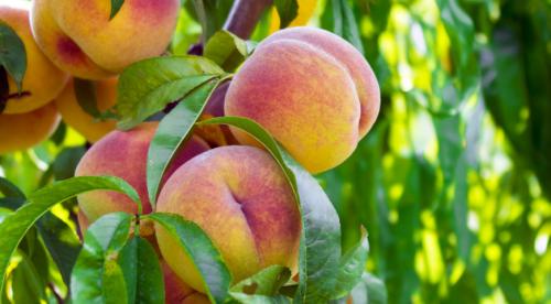 Гибрид нектарина и сливы. Описание 06