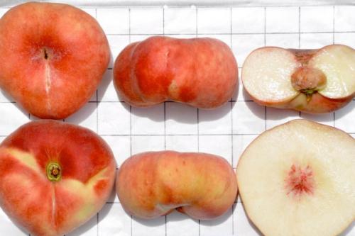 Персик скрещенный с инжиром. Характеристики сорта