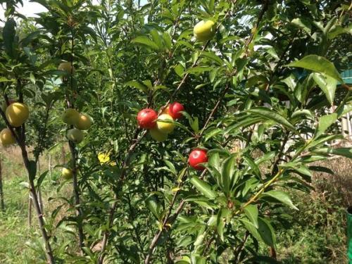 Шарафуга колоновидная шедевр. Как плодоносит шарафуга? Вкусные ли плоды?