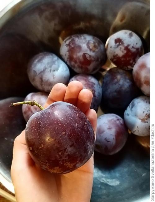 Персик скрещенный со сливой, как называется. Слива-персик 'Найдёна'