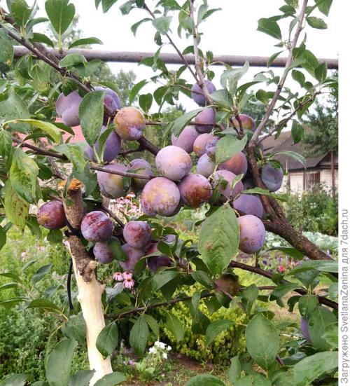 Персик скрещенный со сливой, как называется. Слива-персик 'Найдёна'