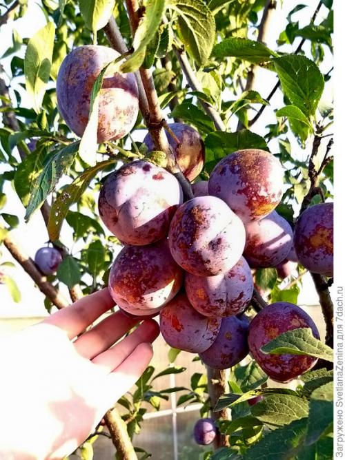 Персик скрещенный со сливой, как называется. Слива-персик 'Найдёна'