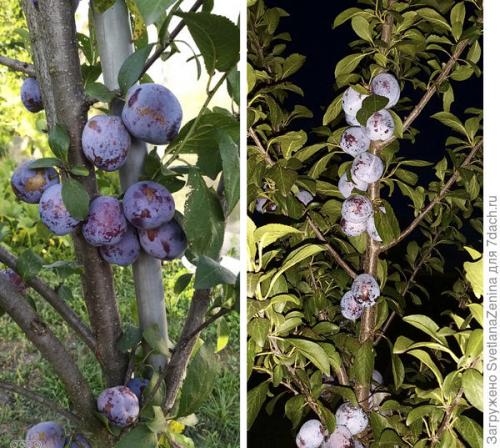 Персик скрещенный со сливой, как называется. Слива-персик 'Найдёна'