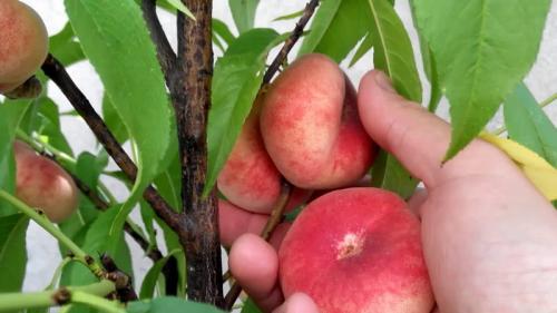 Гибрид персика и инжира. Описание инжирного персика
