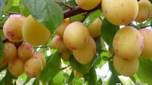 Гибрид сливы и персика сливовый нектарин. Гибриды сливы, абрикоса и персика: названия и описание новых фруктов 01