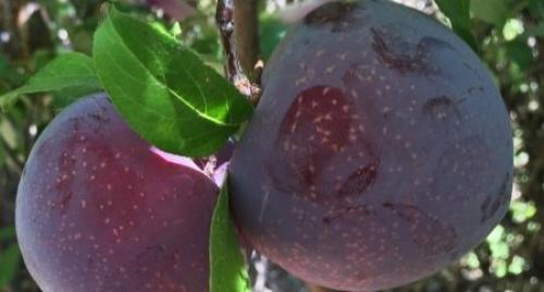 Гибрид сливы и персика сливовый нектарин. Гибриды сливы, абрикоса и персика: названия и описание новых фруктов 04