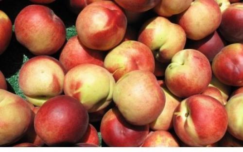 Гибрид сливы и персика сливовый нектарин. Гибриды сливы, абрикоса и персика: названия и описание новых фруктов 03