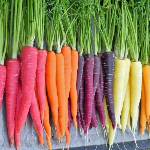 Такая древняя и новомодная морковь фиолетовая. Многоцветная история моркови