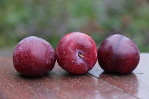 Гибрид персика и яблока. Особенности выращивания гибрида персика и яблока 10