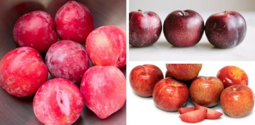 Гибрид персика и яблока. Особенности выращивания гибрида персика и яблока 02