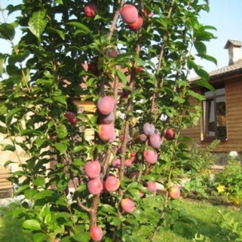 Слива гибрид сливы и персиками. Шарафуга - морозостойкий сливовый гибрид 05 Слива гибрид сливы и персиками. Шарафуга - морозостойкий сливовый гибрид 05