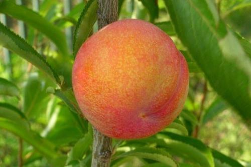 Посадка и уход за деревом шарафуга. Свойства экзотического гибрида 13