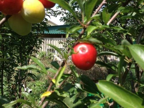 Шарафуга форум. Как плодоносит шарафуга? Вкусные ли плоды?