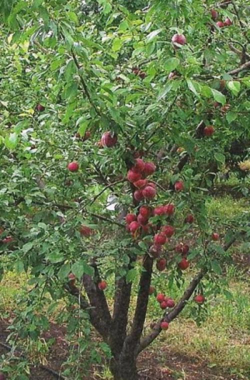 Посадка и уход за деревом шарафуга. Свойства экзотического гибрида 12