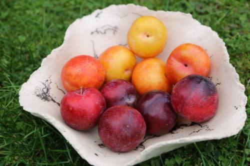 Гибриды абрикоса и нектарина. Самые необычные гибриды абрикоса 08