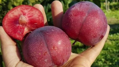 Посадка и уход за деревом шарафуга. Свойства экзотического гибрида 08