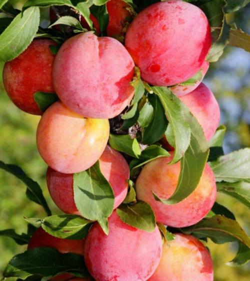 Посадка и уход за деревом шарафуга. Свойства экзотического гибрида 14