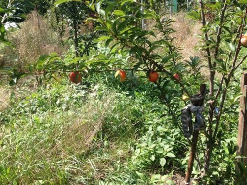 Шарафуга форум. Как плодоносит шарафуга? Вкусные ли плоды?