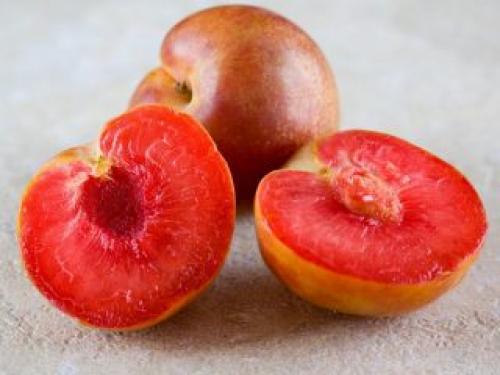 Гибрид сливы и абрикоса, как называется. Что такое плумкот?